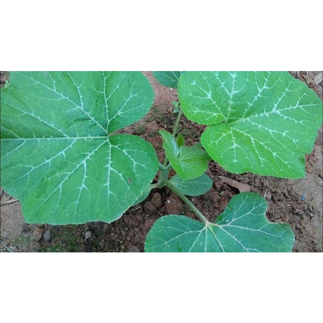 Hạt_Giống_Bí_Ngô_Đỏ 15 hạt ( tặng kèm kích mầm và phân bón )