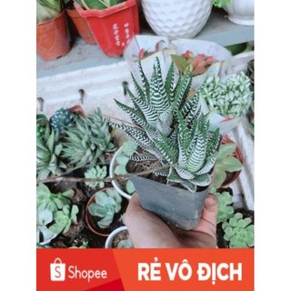 Chậu Móng Rồng