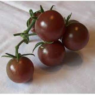 Hạt giống cà chua bi socola (30H)