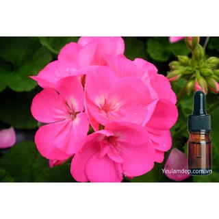 Tinh dầu Phong lữ (Geranium)
