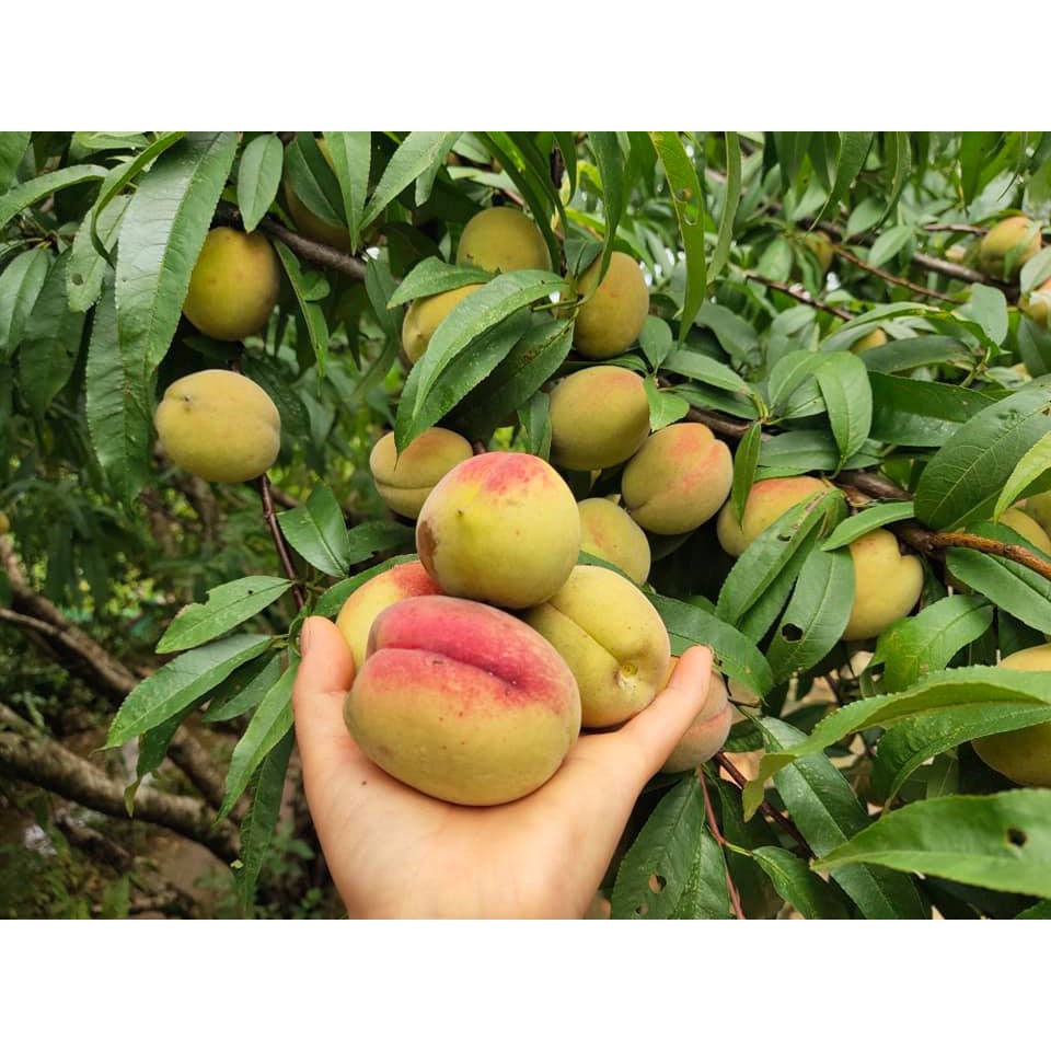 Hạt giống đào ta quả to ngon thơm đặc sản Tây Bắc