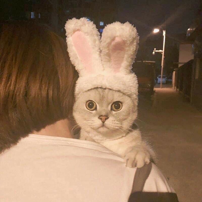 mũ tai thỏ cute phô mai que cho mèo