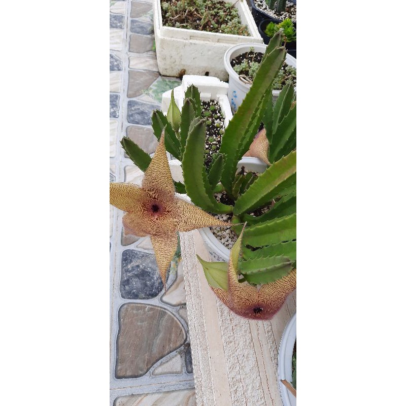 Sao biển hoa khổng lồ Stapelia Gigantea