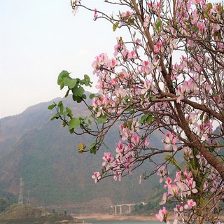 CÂY GIỐNG HOA BAN TRẮNG - COMBO 2 CÂY GIỐNG HOA BAN TRẮNG SIÊU ĐẸP