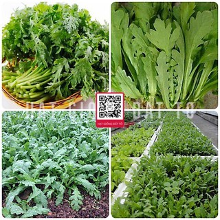 Hạt Giống Cải Cúc Nếp/ Rau Tần Ô Túi 20g - Ngon, Bổ Dưỡng, Dễ Trồng