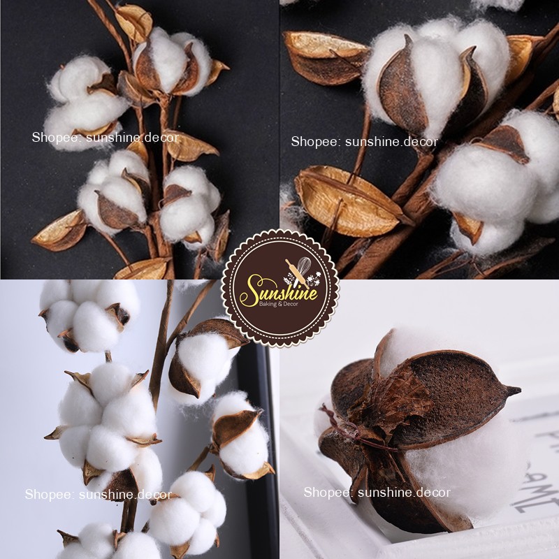 Cành Bông Gòn Khô Cotton Flower Trang Trí Chụp Ảnh - Thân Sắt - 5/7/10 Bông