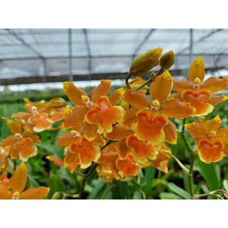 Lan vũ nữ năm mới màu cam