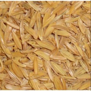 Vỏ Chấu trồng cây. 1kg