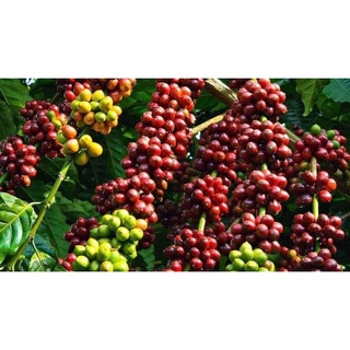 cây giống cà phê  ( giống cây ghép siêu sớm)