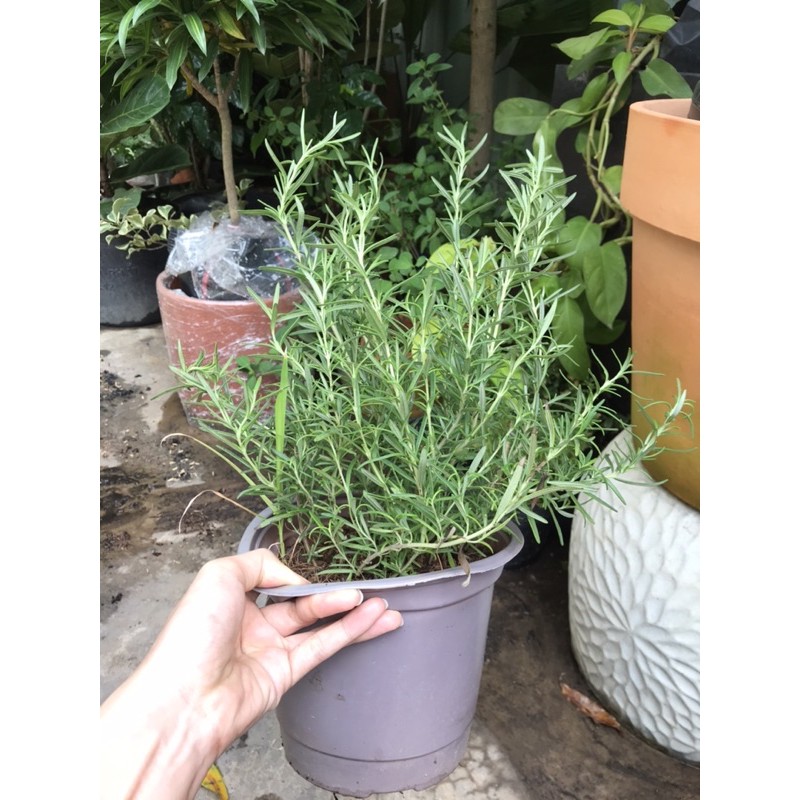 Cây Hương Thảo- Rosemary