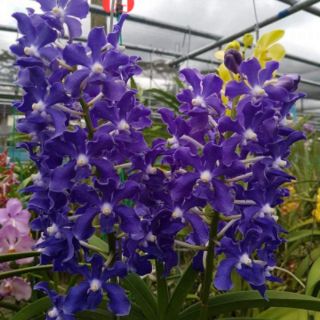 HOA LAN VANDA
