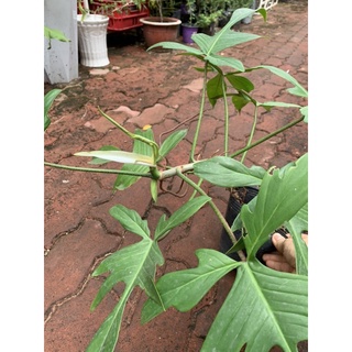 trầu bà cánh én Philodendron Florida