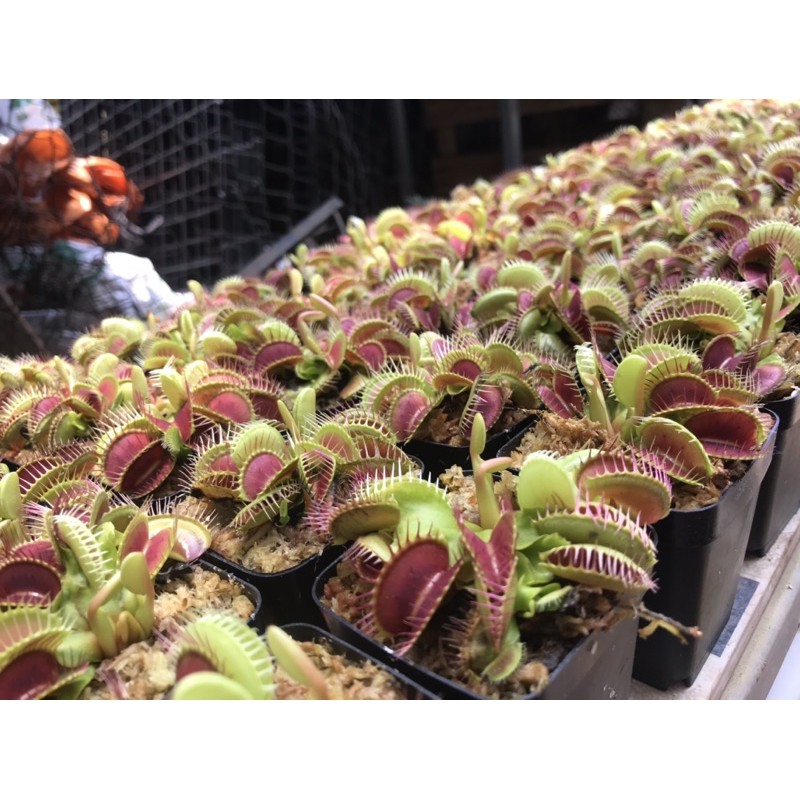 Cây bẫy kẹp bắt mồi - Venus Flytrap