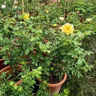 Cây triết hoa hồng ngoại
