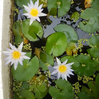Hoa súng thái(cây trưởng thành)