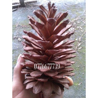 20 Quả thông khô lớn nhất ( loại trái thông từ 13-> 17cm)
