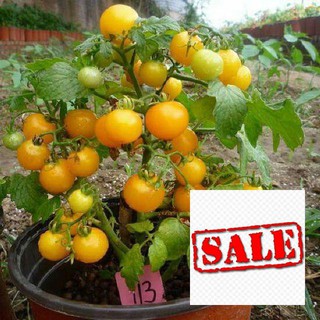 Hạt giống cà chua cherry lùn vàng 30  hạt SALE