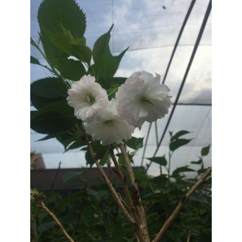 Cây Hoa Anh Đào Nhật Bản Giống Nhập Khẩu