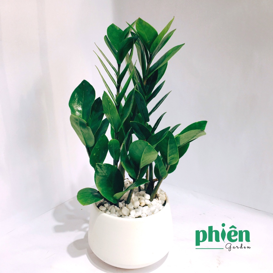 Cây Kim Tiền - Kim Phát Tài để bàn kèm Chậu gốm tráng men