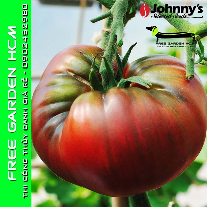 20 HẠT GIỐNG CÀ CHUA BLACK KRIM / INDIGO ROSE - Johnny’s Seed – Mỹ