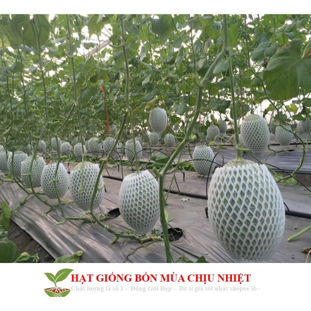 Hạt Giống Dưa Lưới Lõi Vàng Oval