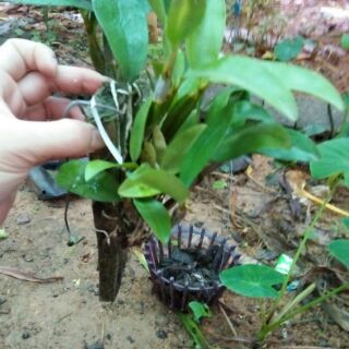 Hoa phong lan kiều vàng thái