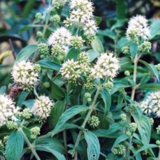 Cây Dạ Cẩm khô Sapa 1 kg