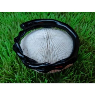 Vòng tay bahar bahar đen họa tiết rễ màu đen thời trang cho nam
