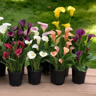 Củ hoa giống hoa rum nam phi mixx đủ màu- củ giống