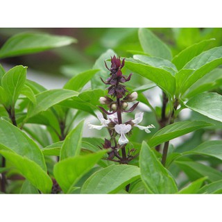 Hạt giống cây húng quế