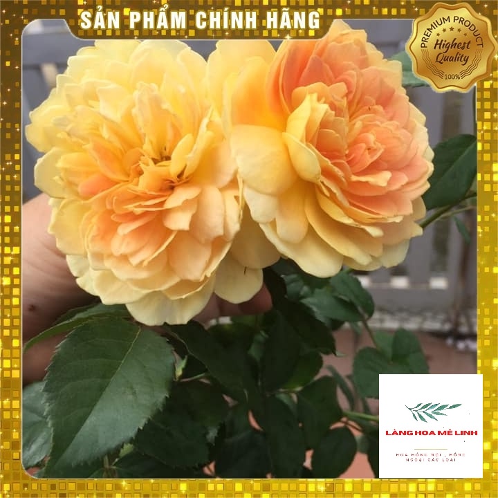 Hoa Hồng Ngoại (Bụi)  Molineux Rose màu Vàng [️ĐẸP NHẤT - SIÊU HOT️] - mùi hương mộc dược - sai hoa - dễ chăm