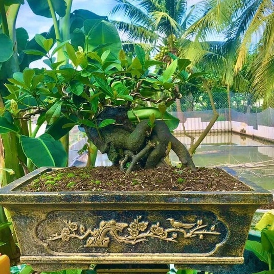Khuôn đúc chậu cảnh chữ nhật 35