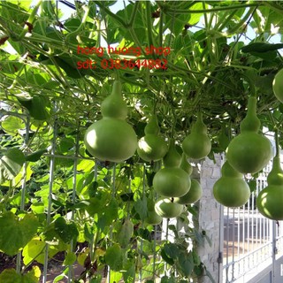 Hạt giống bầu hồ lô