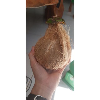 Dừa sáp Trà Vinh