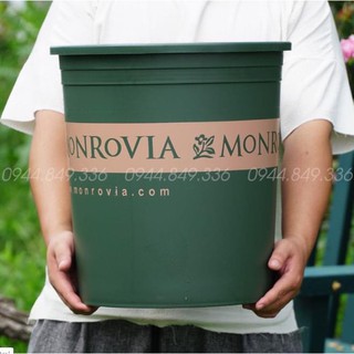 Chậu monrovia 7gl_kèm đĩa
