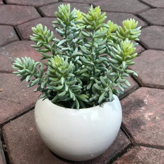 Chậu sen đá cao su