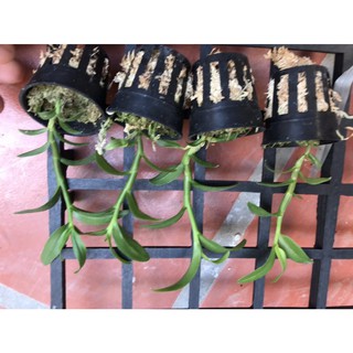 ⚡FLASH SALE⚡ Hoa lan phi điệp  5 ct cánh trắng
