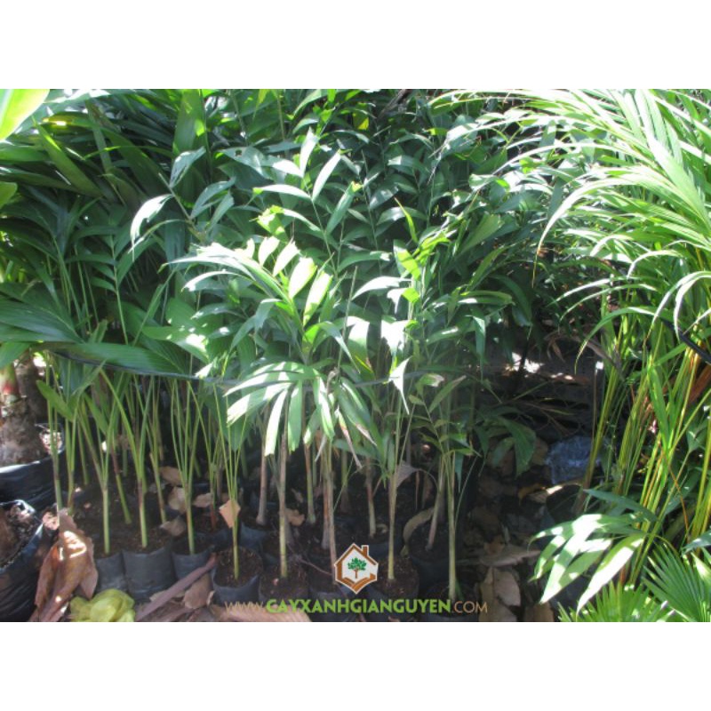 Cau đuôi chồn 40cm