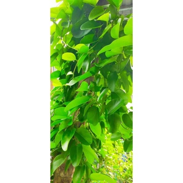 Lá sương sâm trơn tươi trồng hữu cơ 500g