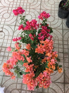 Giấy hai màu