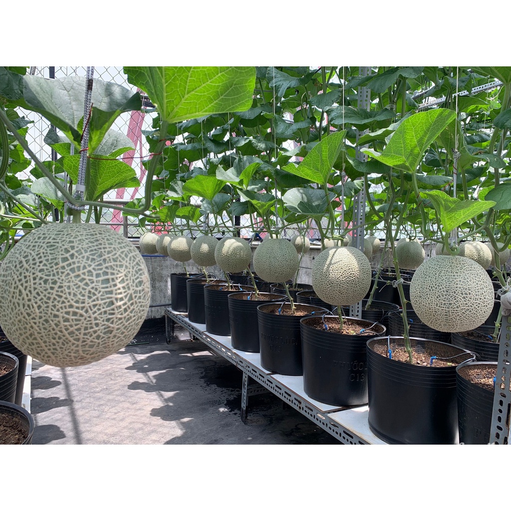 Hạt giống dưa lưới lai f1 - rau củ quả trồng chậu, sân vườn ban công ngon ngọt nảy mầm cao 10 hạt RADO153