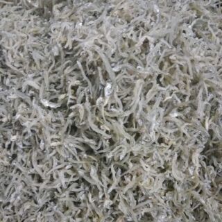 Cá cơm sữa 1kg khô