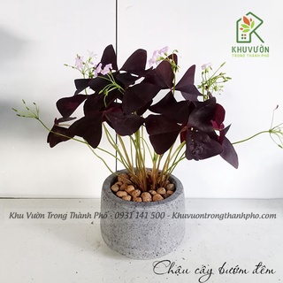 Cây bướm đêm - đã bao gồm chậu