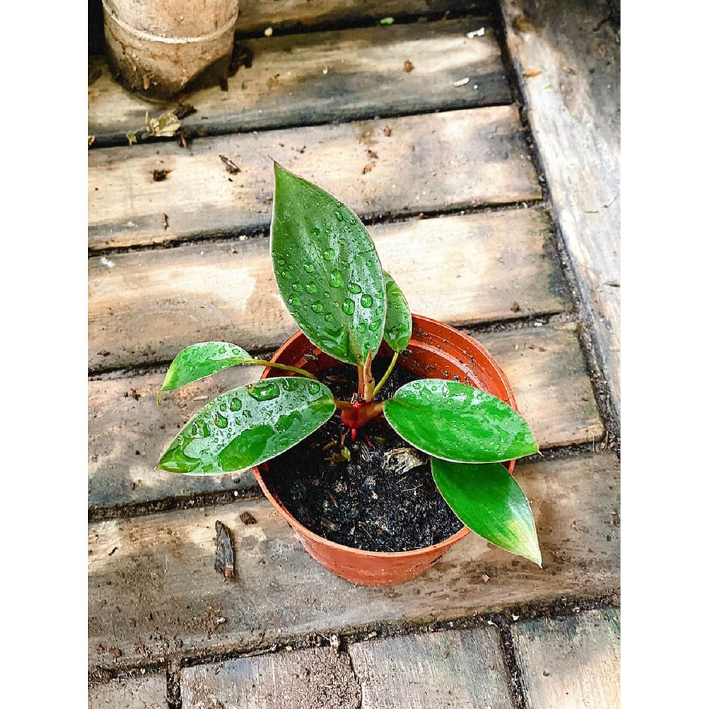 Cây giống Philodendron Red King (Hồng Đế) chậu nhựa