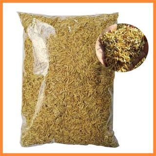 500g vỏ trấu - vỏ lúa khô dùng trồng cây