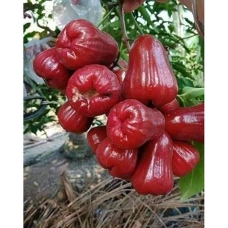 cây roi đỏ (mận An Phước)