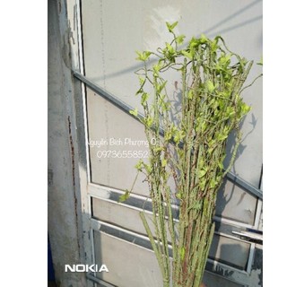 👉 Cành cổ trang trí cắm điểm giá tốt