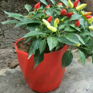 Chậu nhựa trồng hoa kiểu xoắn siêu bền, đẹp