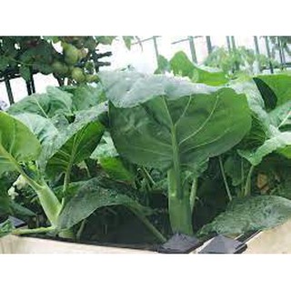 Gói 5gram hạt giống rau cải làn hoa trắng