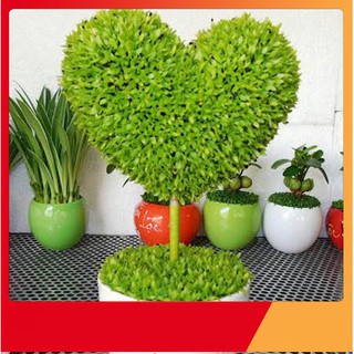 Hạt Giống Cỏ May Mắn
